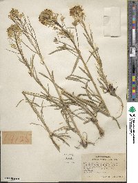 Erysimum asperum image