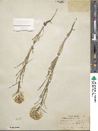 Erysimum asperum image