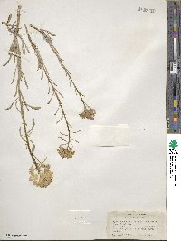 Erysimum asperum image