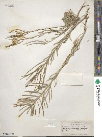 Erysimum asperum image