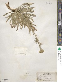 Erysimum asperum image