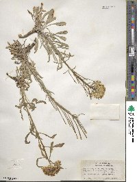 Erysimum asperum image