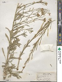 Erysimum asperum image