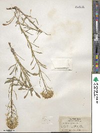 Erysimum asperum image