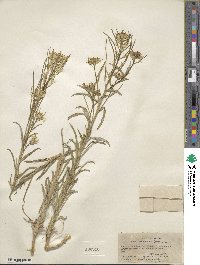 Erysimum asperum image