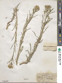 Erysimum asperum image