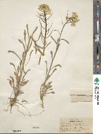 Erysimum asperum image