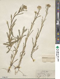 Erysimum asperum image