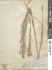 Erysimum asperum image