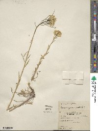 Erysimum asperum image
