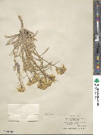 Erysimum asperum image