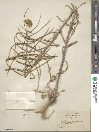 Erysimum asperum image