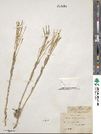 Erysimum asperum image