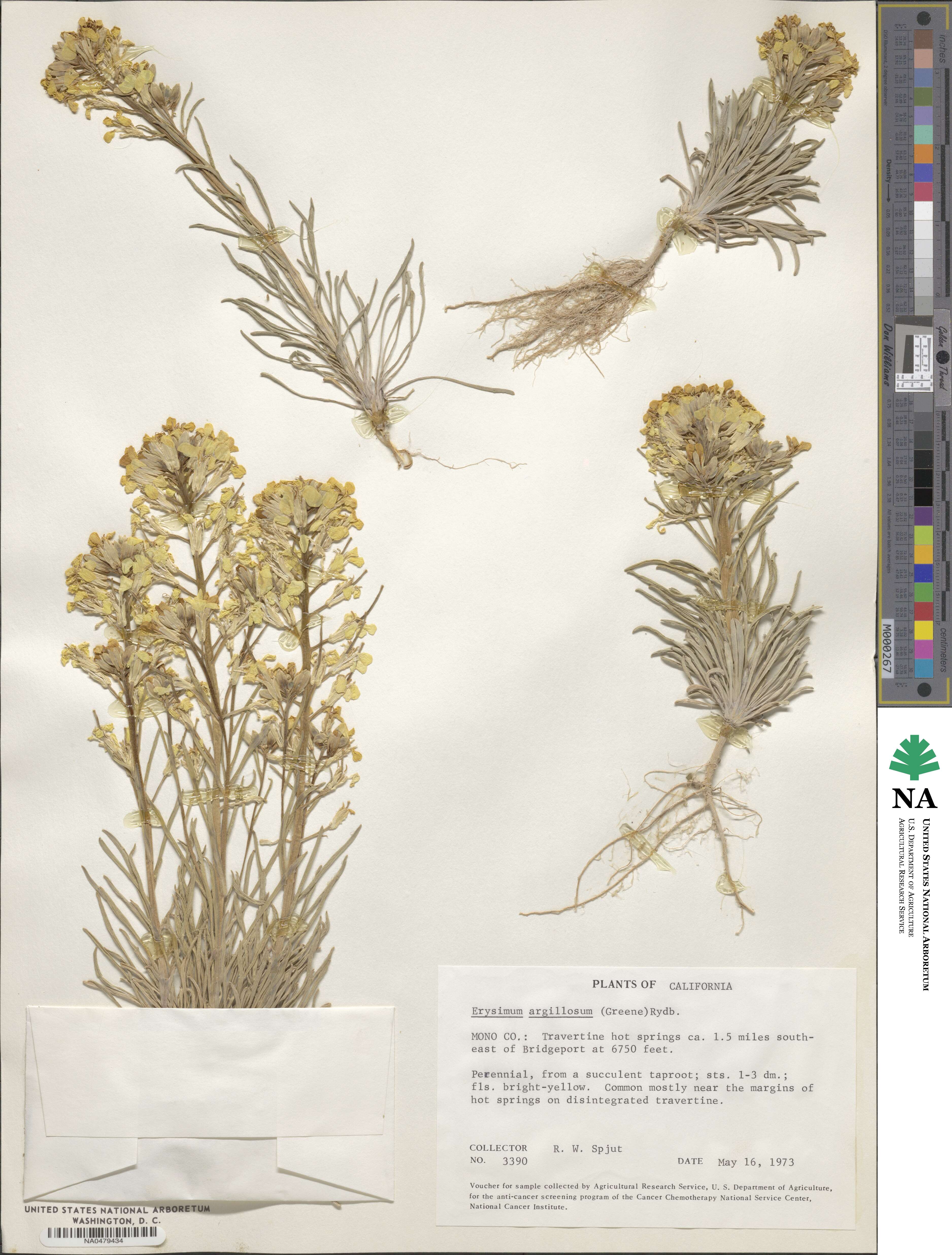 Erysimum argillosum image