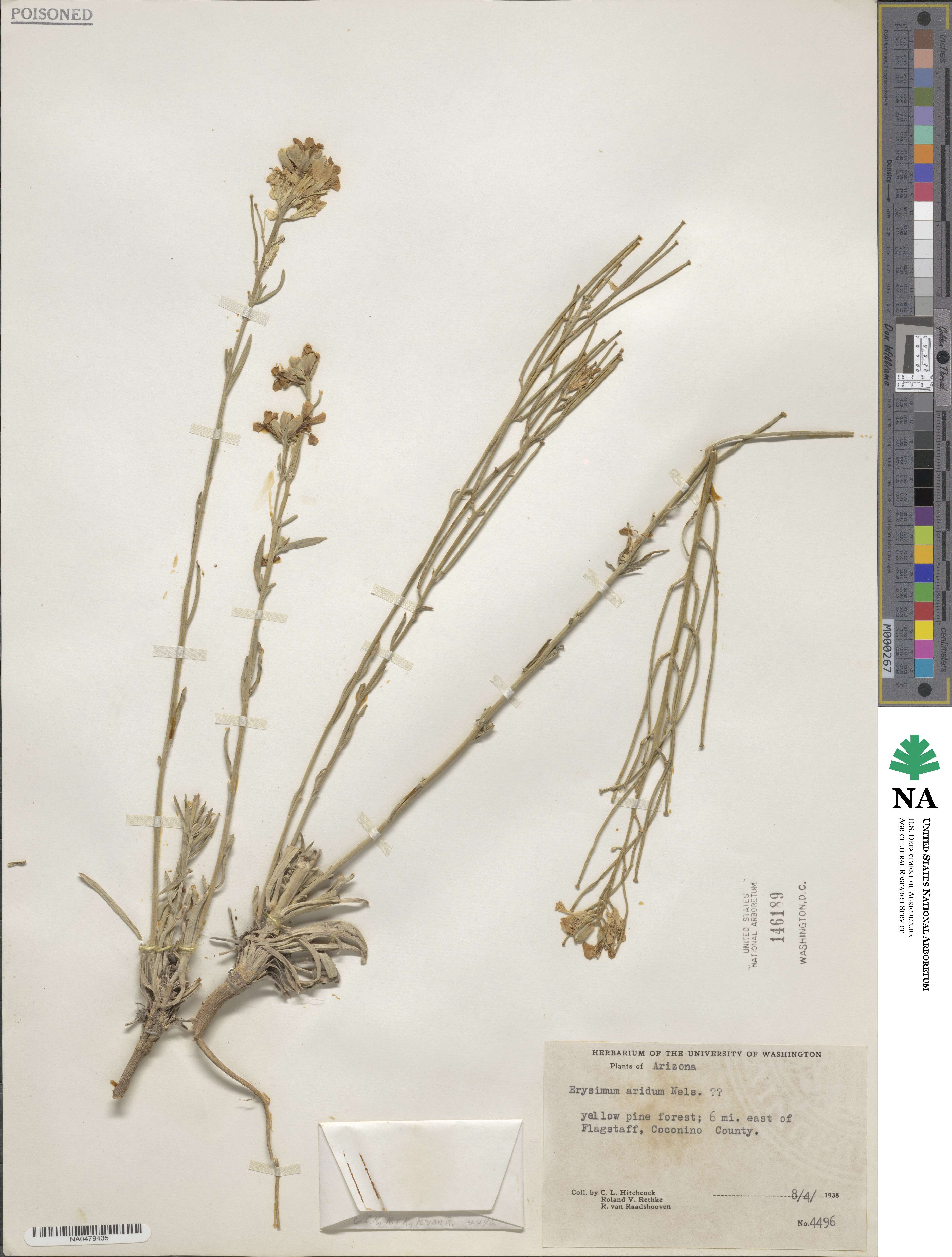 Erysimum aridum image