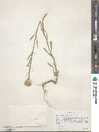 Erysimum asperum image
