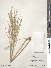 Erysimum asperum image