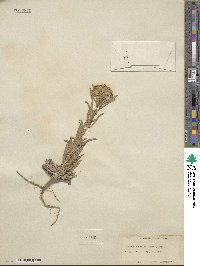 Erysimum asperum image
