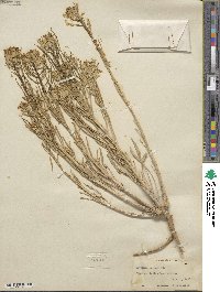 Erysimum asperum image