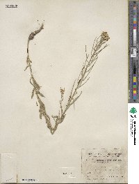 Erysimum asperum image