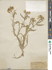 Erysimum asperum image