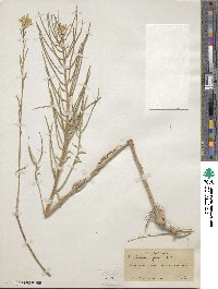 Erysimum asperum image