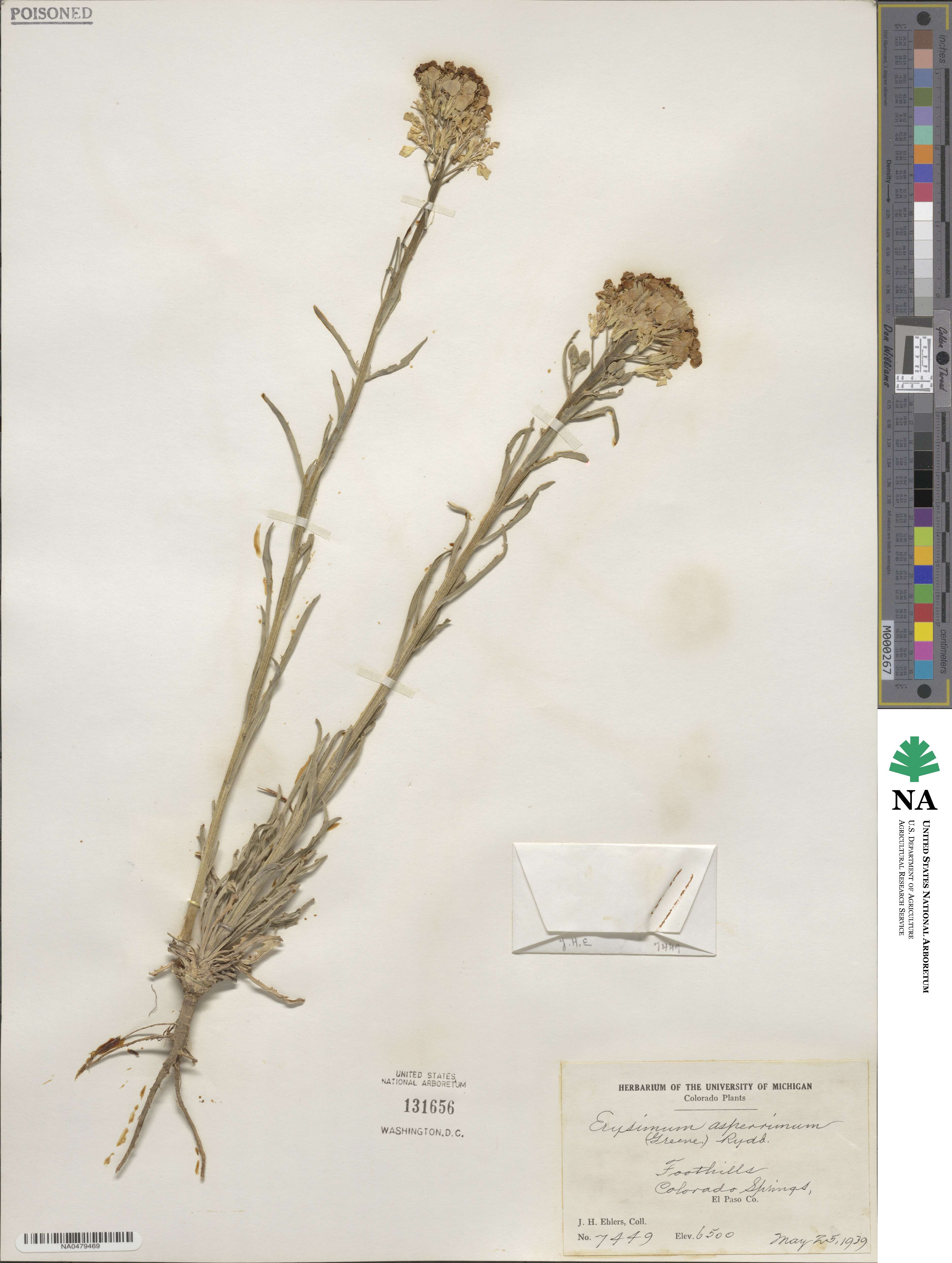 Erysimum asperrimum image