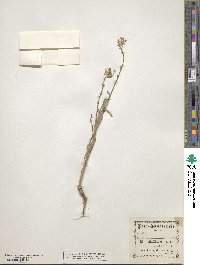 Erysimum asperum image