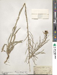 Erysimum asperum image