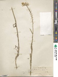 Erysimum asperum image