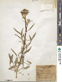 Erysimum asperum image