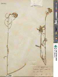 Erysimum asperum image
