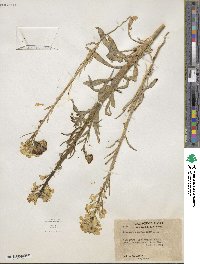 Erysimum asperum image