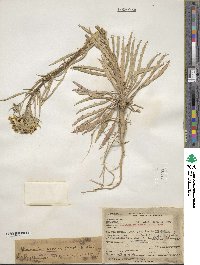 Erysimum asperum image