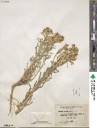 Erysimum asperum image