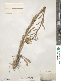 Erysimum asperum image
