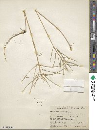Erysimum asperum image