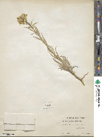 Erysimum asperum image