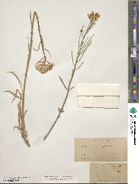 Erysimum asperum image