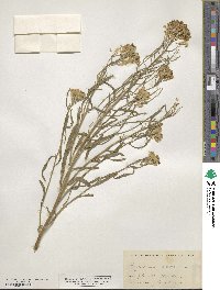 Erysimum asperum image