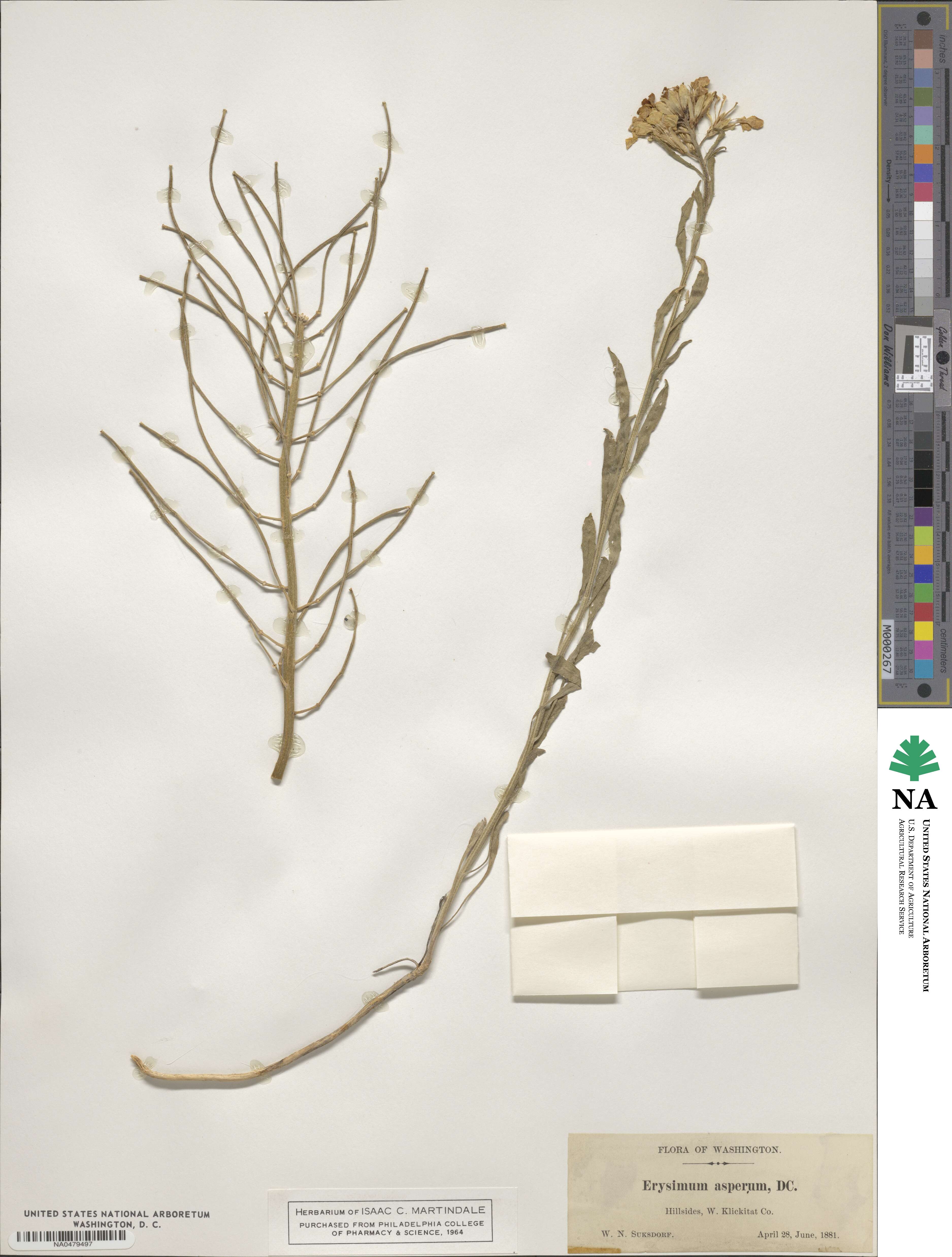 Erysimum asperum image