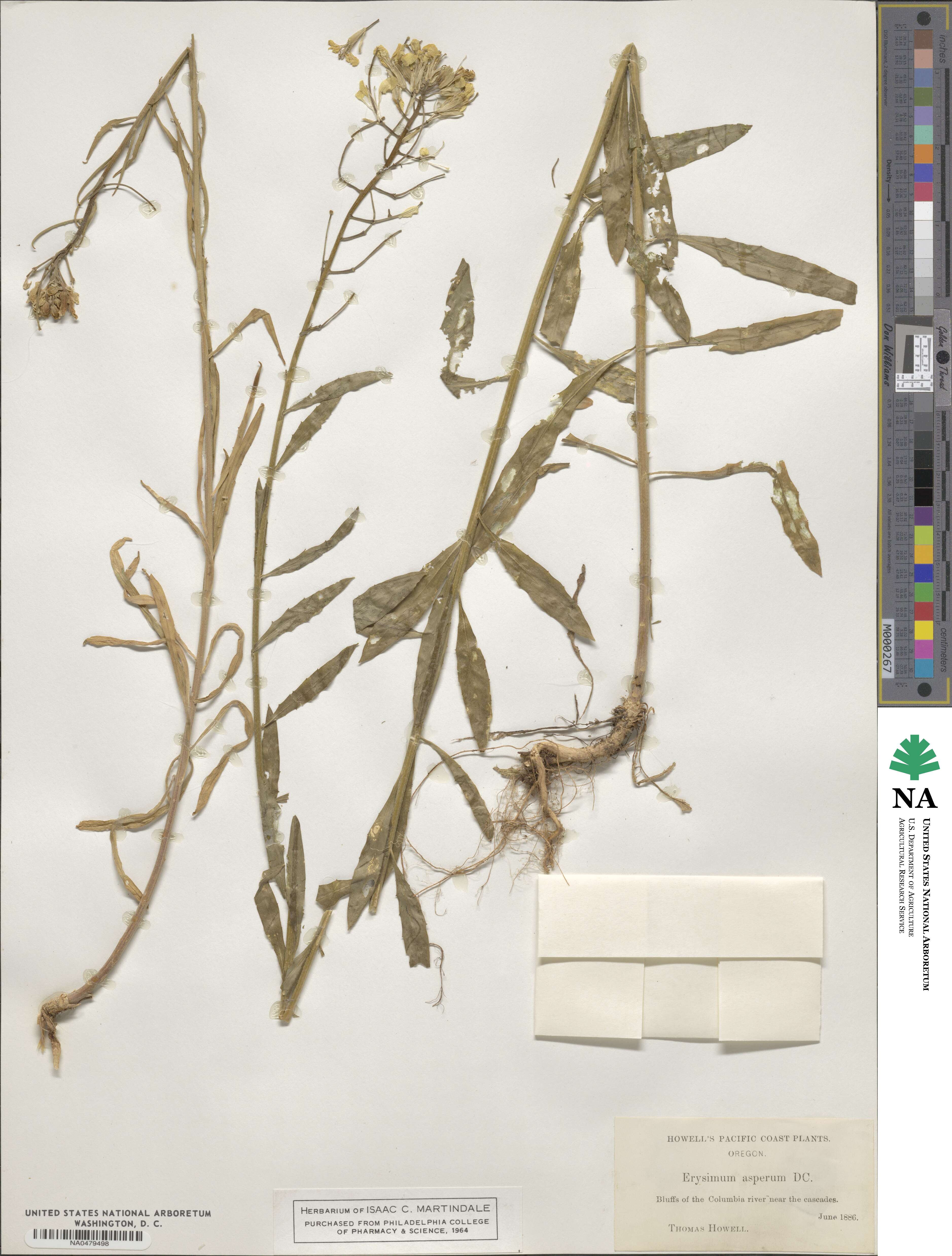 Erysimum asperum image