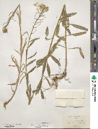 Erysimum asperum image