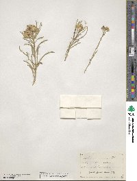 Erysimum asperum image