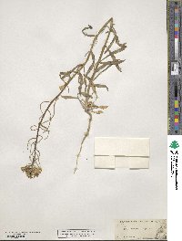 Erysimum asperum image