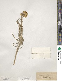 Erysimum asperum image