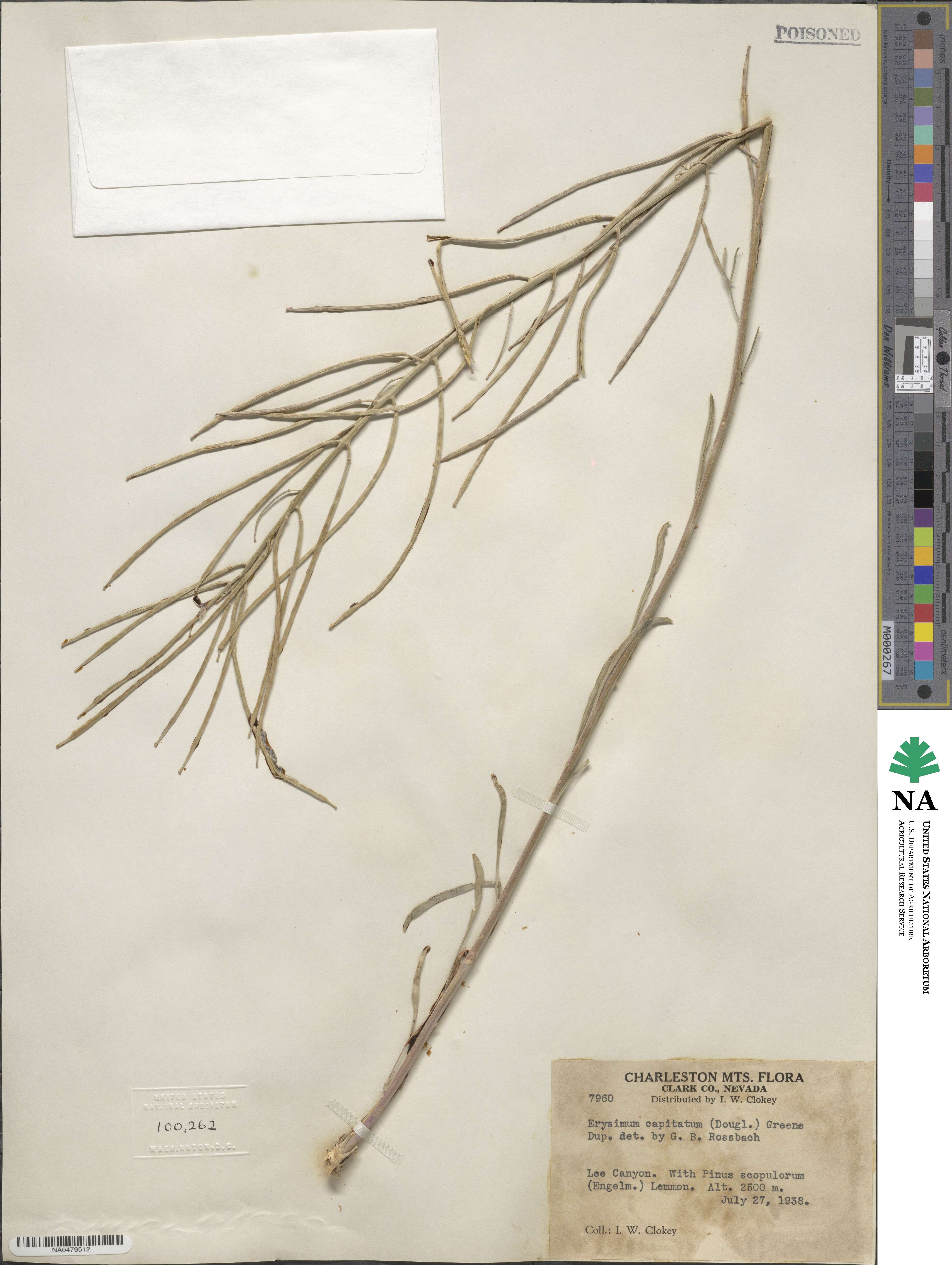 Erysimum capitatum image