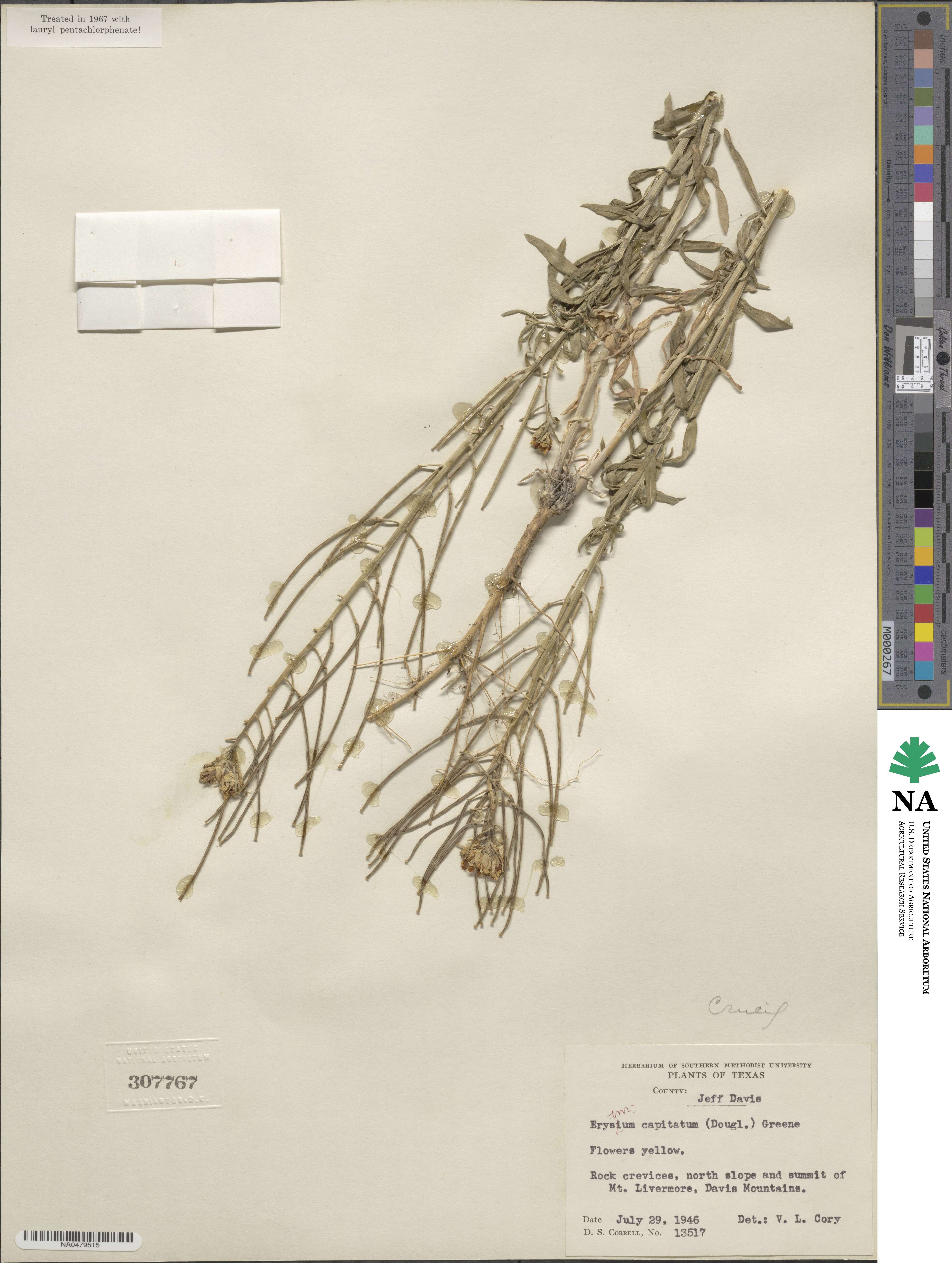 Erysimum capitatum image