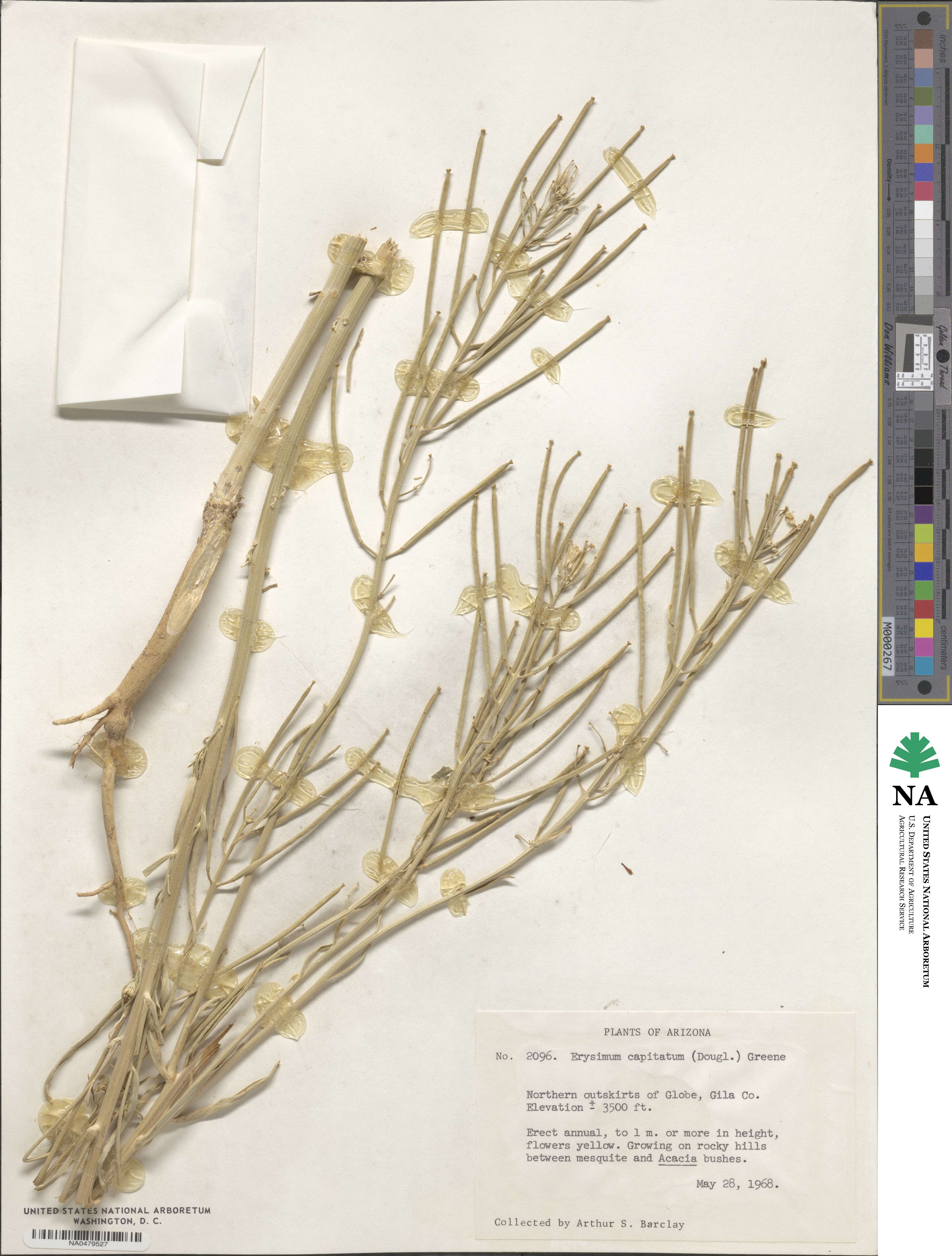 Erysimum capitatum image