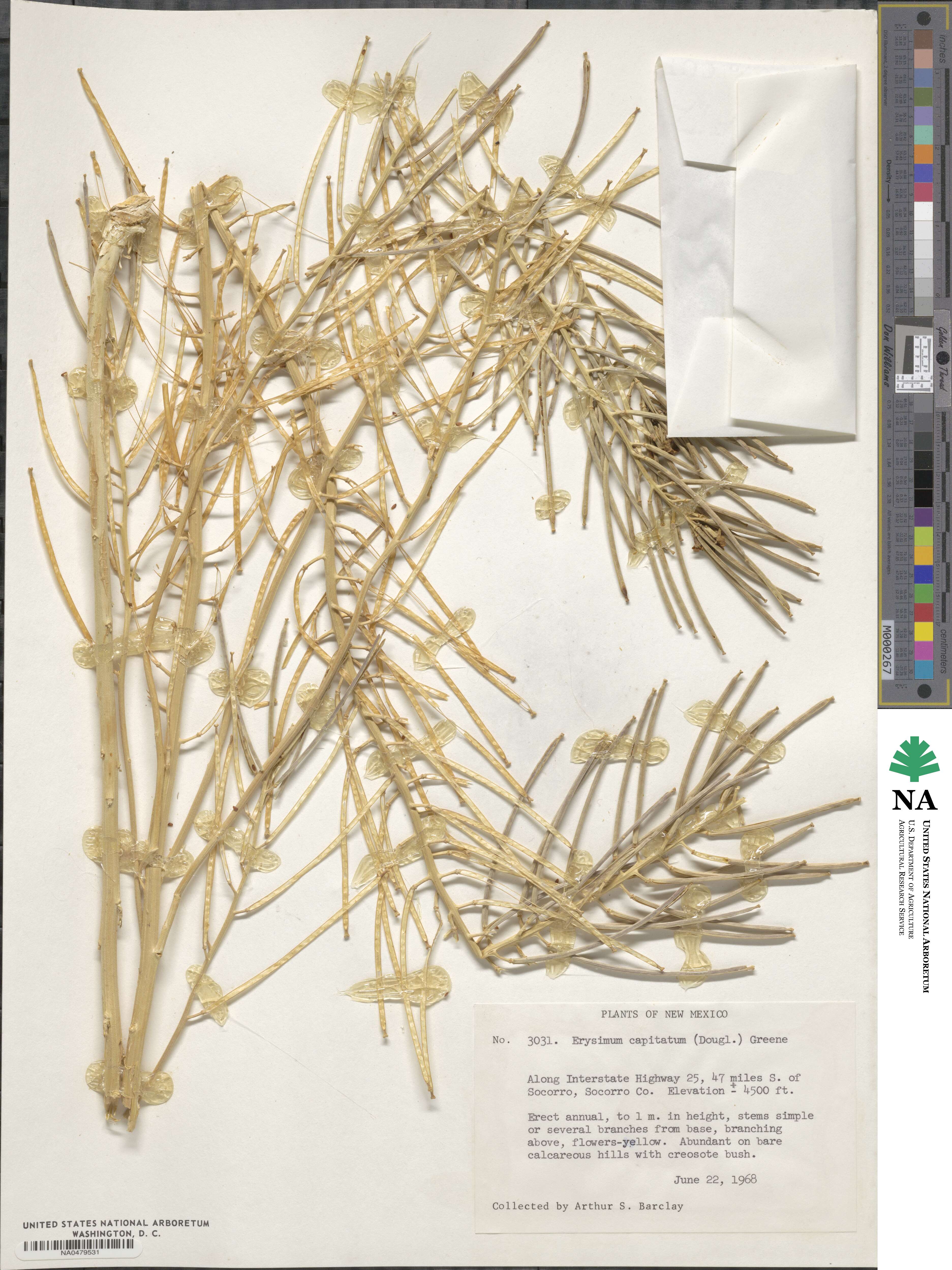 Erysimum capitatum image